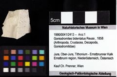 Foto (Objket + Etiketten) von Goniodromites bidentatus (Reuss, 1858) 